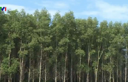 Đánh thuế gỗ rừng trồng lên 5% - Nỗi lo của người trồng rừng