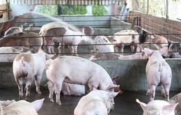 Tổng kiểm tra việc sử dụng chất cấm trong chăn nuôi