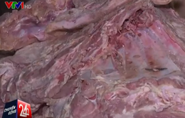 Bắt hơn 4 tấn thịt lợn chết chuẩn bị tuồn ra thị trường
