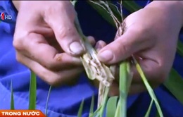 Phú Thọ: Phun thuốc BVTV theo hướng dẫn, nông dân lo mất mùa