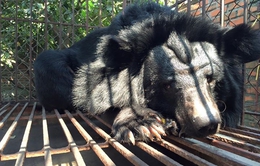8 cá thể gấu bị nuôi nhốt cuối cùng tại Quảng Ninh được chuyển đến Tam Đảo