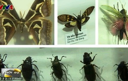 Tìm hiểu thế giới thiên nhiên qua tiêu bản côn trùng