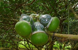Trái cây tạo hình dịp Tết ‘sốt’ hàng