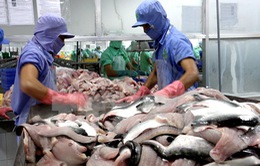 Hiệp hội cá tra cân nhắc khởi kiện Mỹ ra WHO