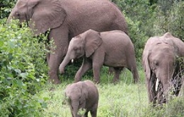 Gia tăng nạn voi rừng tấn công voi nhà, phá hoại ruộng vườn