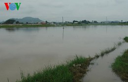 Mưa lớn tại Bình Thuận gây ngập cục bộ, tắc nghẽn  tuyến QL1A
