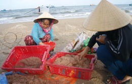 Ngư dân Quảng Bình được mùa ruốc biển nhưng giá giảm