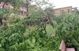 Hà Nội khẩn trương di dời cây đổ sau bão