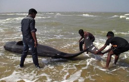 Hơn 120 con cá voi dạt vào bờ biển Ấn Độ