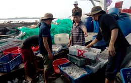 Ngư dân Quảng Trị được mùa cá cơm