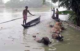 Ấn Độ: Lũ lụt nhấn chìm bang Assam