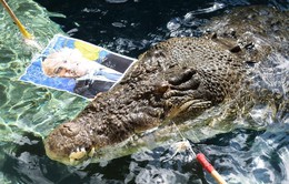 Australia: Cá sấu dự báo ông Malcolm Turnbull thắng cử