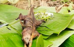 Thưởng thức đặc sản thịt chuột nướng muối ớt tại Lào
