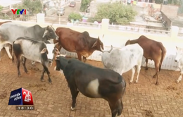 Nước tiểu bò… bán chạy hơn sữa ở Ấn Độ