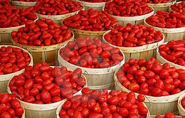 Cà chua trở thành xa xỉ phẩm do sâu bệnh tại Nigeria