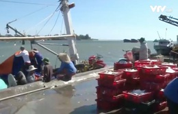Quảng Trị: Được hỗ trợ thu mua hải sản, ngư dân yên tâm bám biển