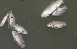 TT-Huế hỗ trợ ngư dân bị ảnh hưởng do hải sản chết bất thường