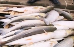 Vụ cá chết trên sông Bưởi: Nhà máy mía đường đền bù 1,4 tỷ đồng
