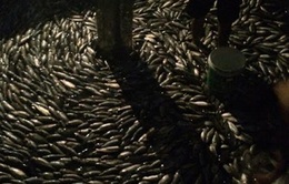 Cá hồi Sa Pa chết hàng loạt chưa rõ nguyên nhân