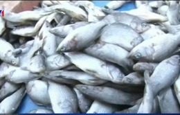 Hà Nội: Người dân dè chừng với hải sản đông lạnh sau vụ cá chết