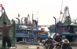Thiếu đầu tư hậu cần nghề cá ở Đà Nẵng