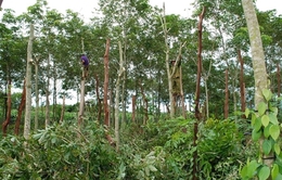 Phú Yên khuyến cáo người dân không nên chặt bỏ cây cao su