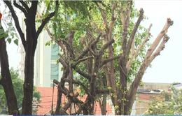 Người dân TP.HCM bức xúc vì cây xanh bỗng dưng bị chặt hạ
