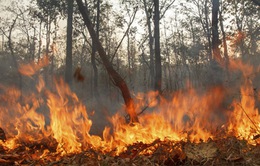 Indonesia cảnh báo khói mù lan rộng khi cháy rừng bùng phát