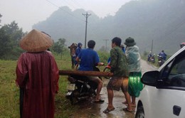 Lâm tặc lộng hành tấn công kiểm lâm ở Quảng Bình