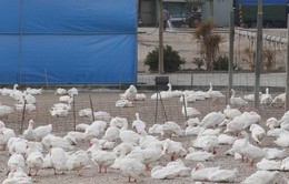 Nhật Bản phát hiện chủng cúm gia cầm H5 tại các trang trại