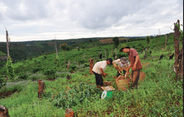 Đắk Nông thiếu vốn di dời 50.000 dân khi đóng cửa rừng