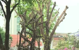 Đốn hạ cây xanh ở TP.HCM: Do thân cây bị cong nghiêng, gây nguy hiểm cho người đi đường