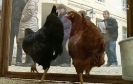 Tận dụng thức ăn thừa, nhiều hộ gia đình Pháp đăng ký nuôi gà