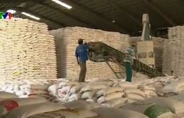 Thêm rào cản mới với xuất khẩu gạo sang Trung Quốc