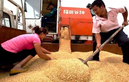 Mỹ chính thức kiện Trung Quốc vì trợ giá nông sản
