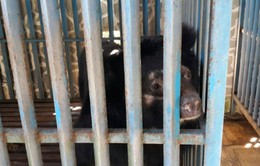 Tiếp nhận 4 gấu ngựa bị nuôi nhốt hơn 10 năm ở Gia Lai