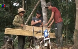 Thủ tướng yêu cầu làm rõ vụ phá rừng ở Kon Tum