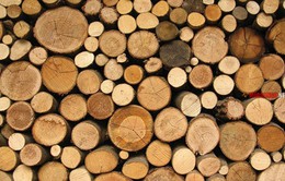 Thiếu hụt trầm trọng gỗ nguyên liệu
