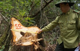 Quảng Nam lập đoàn công tác phá án vụ phá rừng Pơ mu