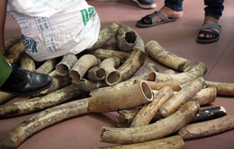 Hà Nội: Thu giữ 6 bao tải chứa hàng chục ngà voi