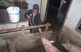 Bắt quả tang cơ sở giết mổ bơm nước vào lợn ở Bến Tre