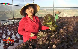 Người phụ nữ thành công với kỹ thuật trồng rau sạch bằng thủy canh