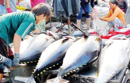 Sản lượng cá ngừ nhập khẩu cao gấp 3 lần sản lượng đánh bắt
