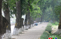 Hà Nội: Di chuyển hàng cây xanh phố Kim Mã, người dân tiếc hùi hụi
