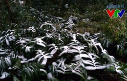 Ngắm cảnh băng tuyết phủ khắp Ba Vì - Hà Nội