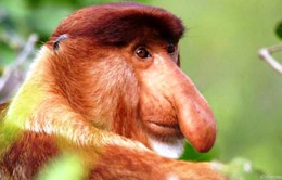 Những kỷ lục thú vị về loài khỉ (Phần 2)