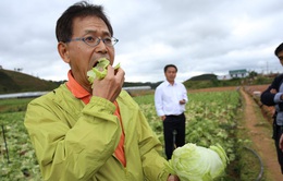 Mô hình trồng rau sạch ở “làng thần kỳ” Kawakami, Nhật Bản
