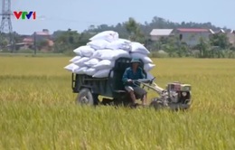 Thanh Hóa xây dựng vùng lúa gạo hữu cơ