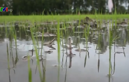 Hậu Giang: Hơn 210 ha lúa Đông Xuân gieo sạ sớm bị thiệt hại