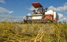 IFC hợp tác sản xuất lúa gạo bền vững tại Việt Nam